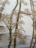 Designer Quality Silk Shantung Screen Print / Bamboo Design - IVORY/ GOLDEN YELLOW!!!